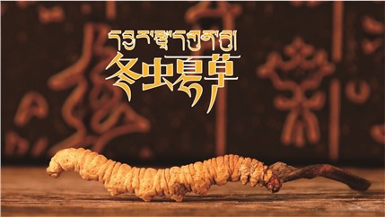 那曲新鮮冬蟲(chóng)夏草什么時(shí)候采挖？